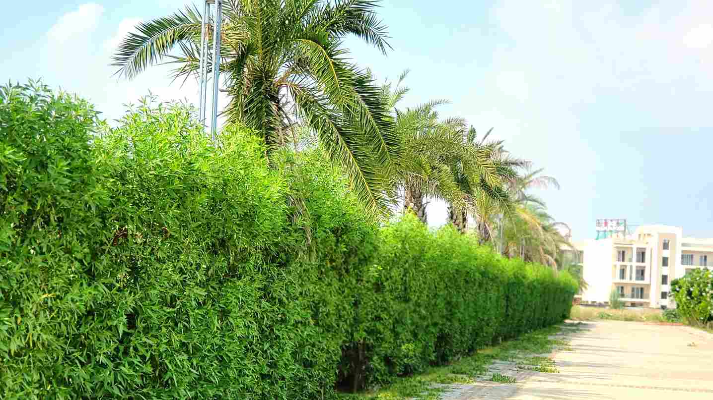 ACE PALM FLOORS / 2BHK / 3BHK / Sector 89